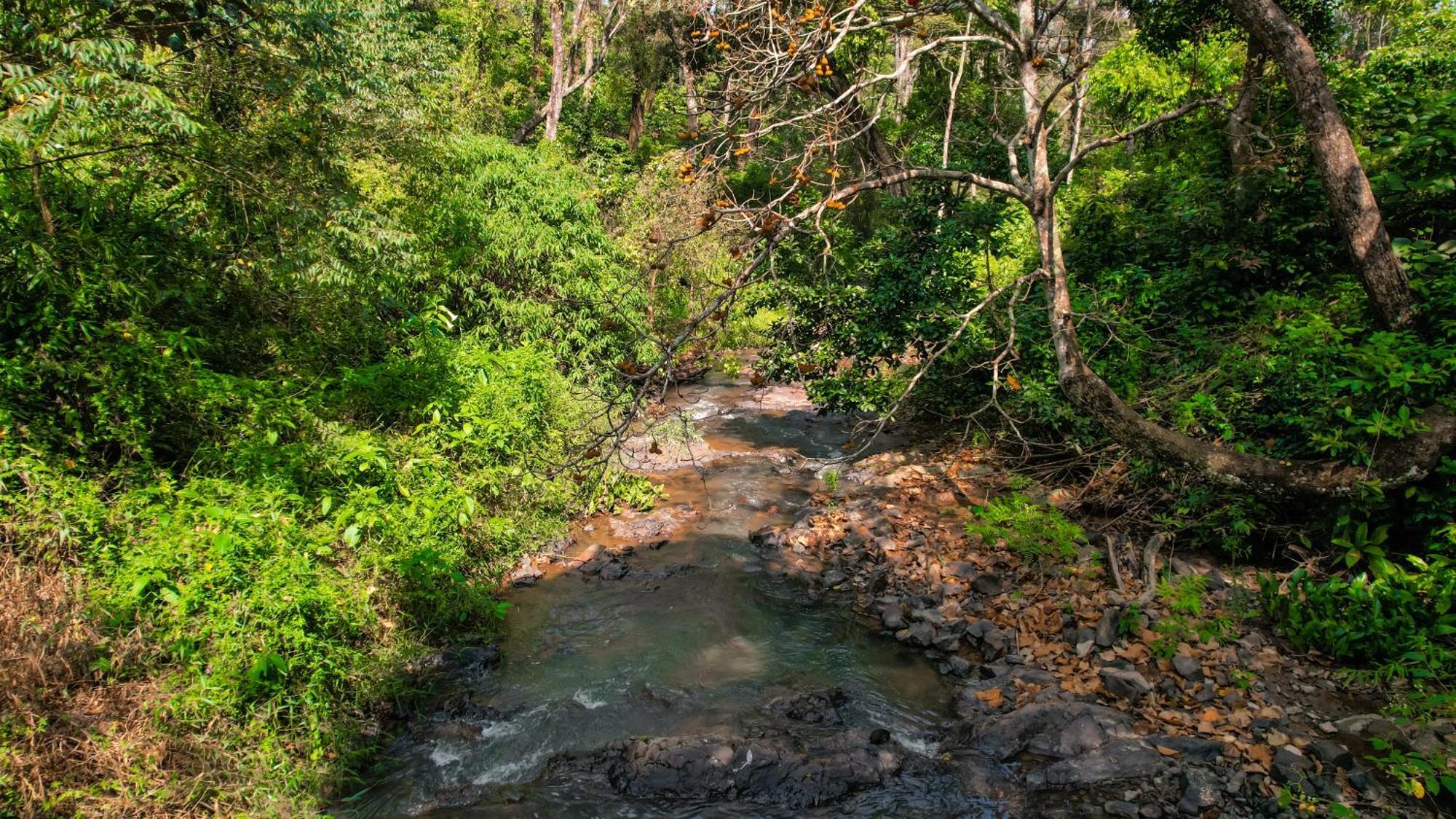 Kingmaker'S Plantation With River Stream Madikeri Exterior photo